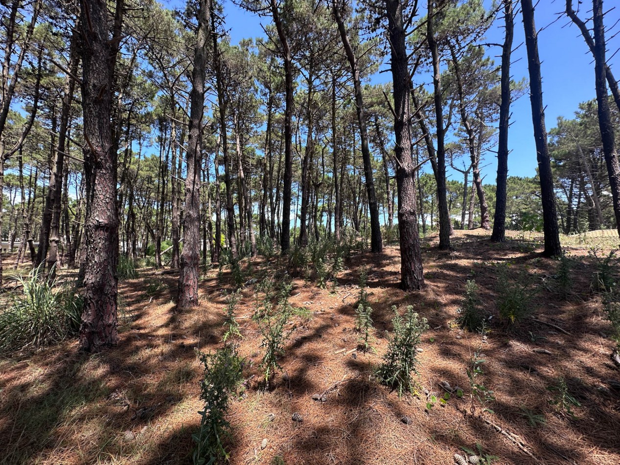 VENTA LOTE PINAMAR