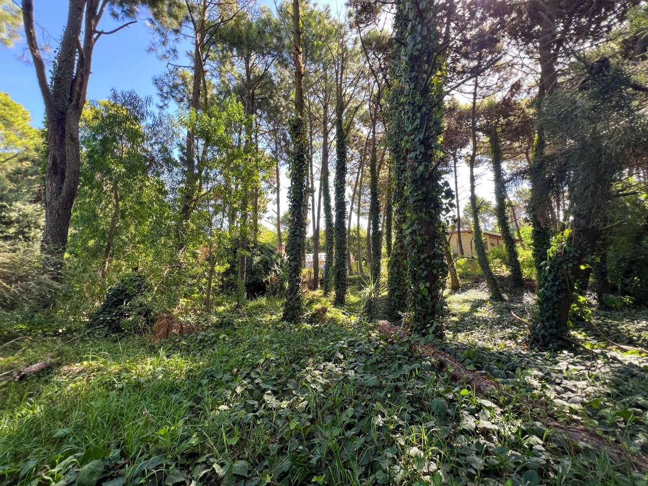 VENTA LOTE PINAMAR TRIDENTE